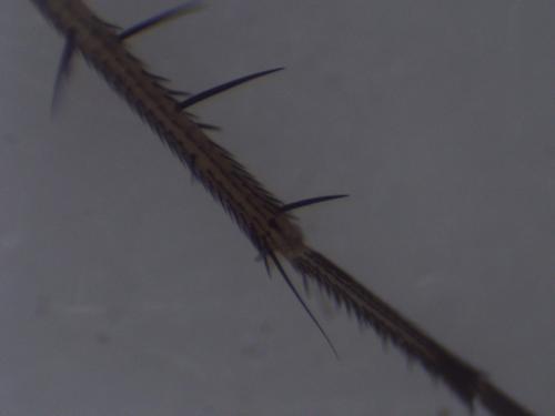 Dolichopus griseipennis